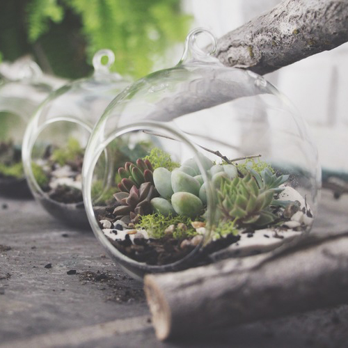 DIY Hanging Succulent Terrarium